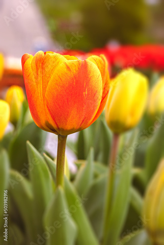 Frühlingsreise durch Tulpenbeete 
