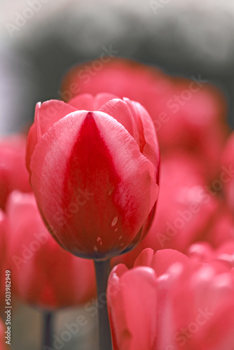 Frühlingsreise durch Tulpenbeete 
