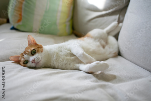 ginger cat with white belly feel comfortable at home