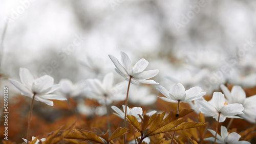 Białe kwiatki na białym w porannym świetle.