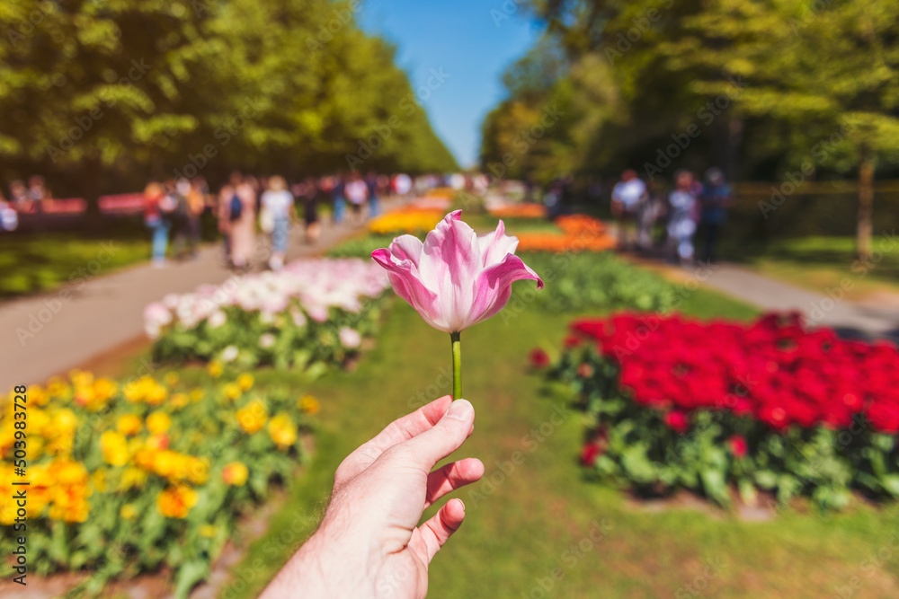 First Person Perspective on Male hand holding a Tulip at Keukenhof Gardens in Lisse The Netherlands, focus was on the foreground. Keukenhof is one of the world's largest flower gardens.