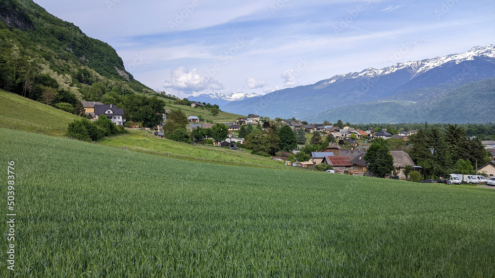 A scenery of green field of young wheat plant surround with nature during spring time, mountain alps in French region with blue clear sky with village in background