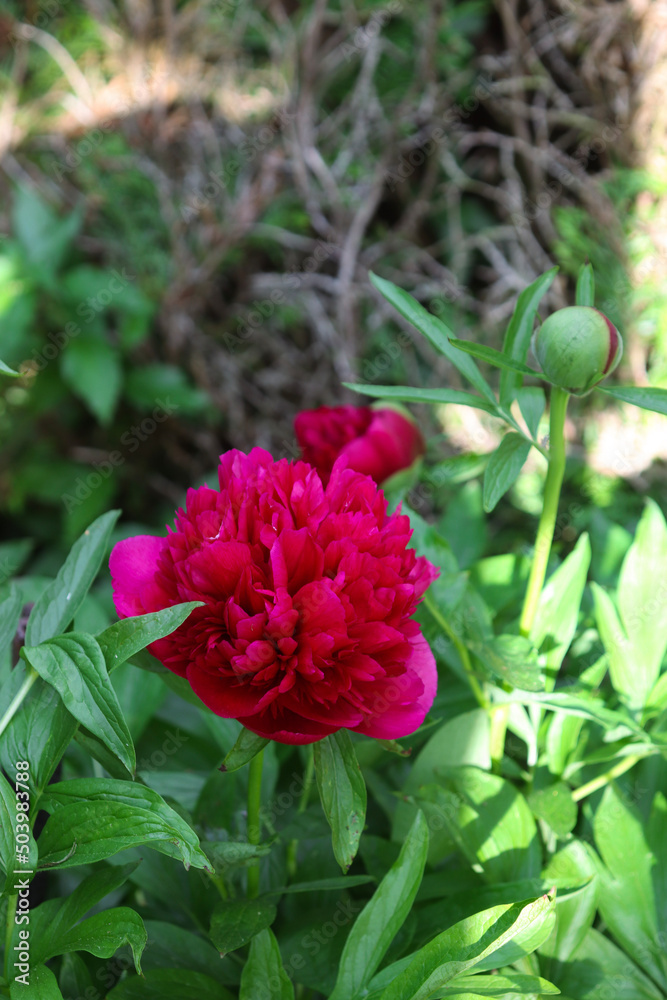 A bush of red blooming peony flower on its trees with green leaves with its small bud going to bloom in a house garden 