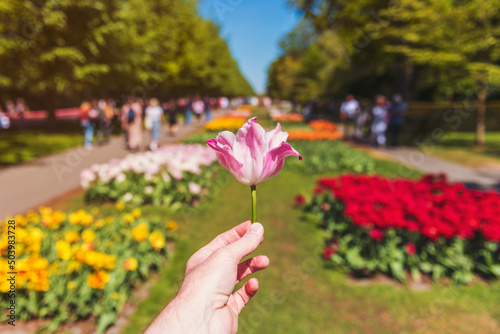 Obraz na płótnie First Person Perspective on Male hand holding a Tulip at Keukenhof Gardens in Lisse The Netherlands, focus was on the foreground. Keukenhof is one of the world's largest flower gardens. w salonie