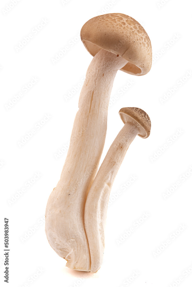 Fresh Mushrooms on White Background Fresh Mushrooms on White Background
