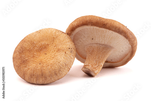 Fresh Mushrooms on White Background