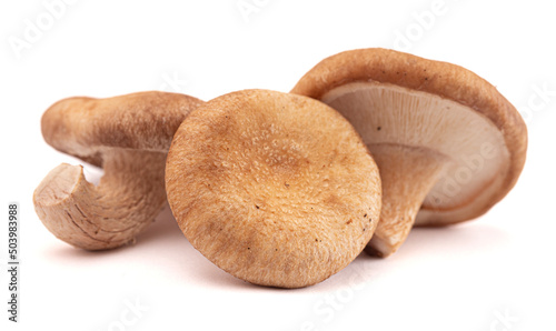 Fresh Mushrooms on White Background