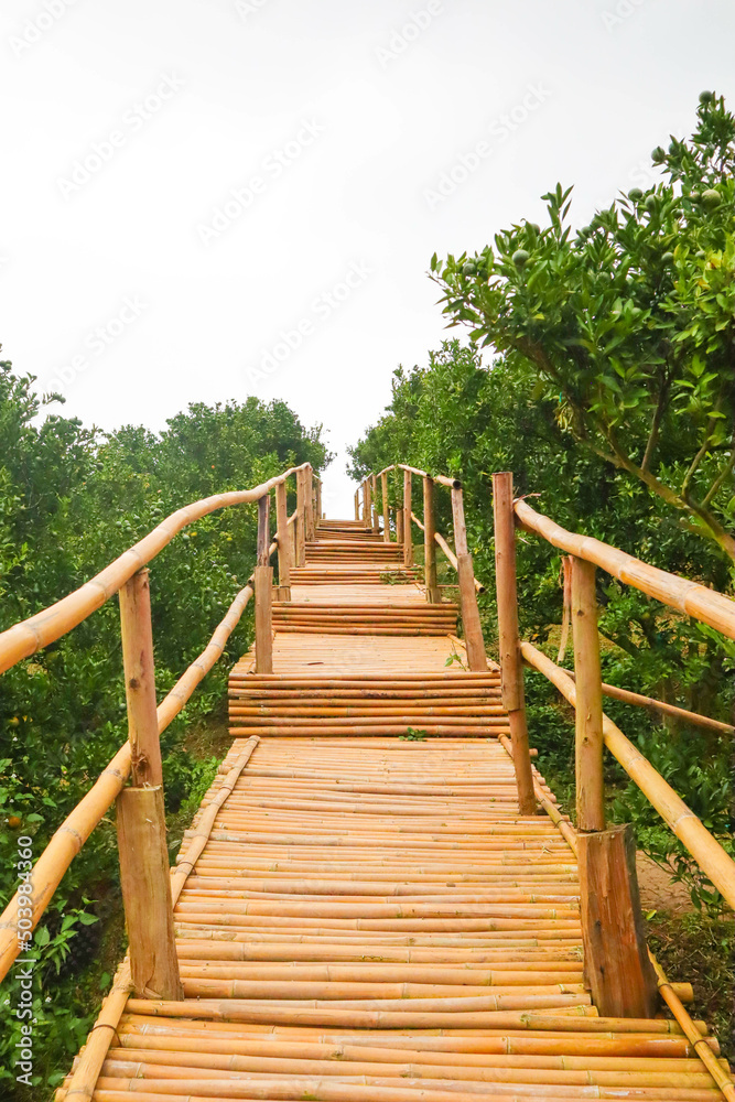 Wooden walkways in orange farm.