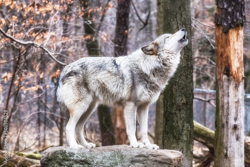 Obraz na plátně gray wolf canis lupus in woods howl