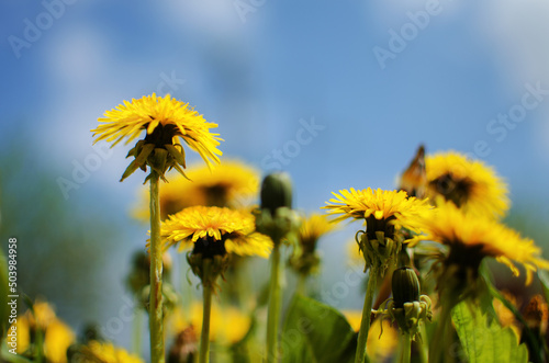 Delicate and light dandelion flowers outdoors