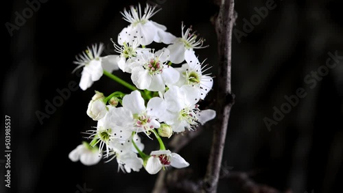 Pyrus calleryana Decne, or the Callery pear. Flowers swayed by the wind and with intentioned focus transition from one flower to another photo