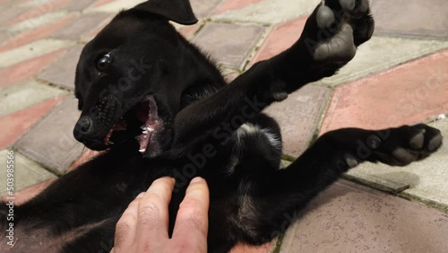 Close-up of a cute black and white-spotted puppy lying on his back on a sidewalk tile. A man's hand is scratching the dog's belly. The handsome unbred puppy is cowering and dangling his paws photo