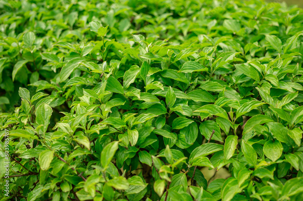 Clipped bushes with bright green leaves Clipped bushes with bright green leaves