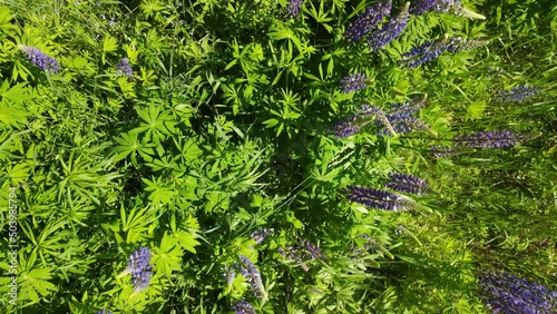 Blue and purple lupine flowers on a sunny summer day photo