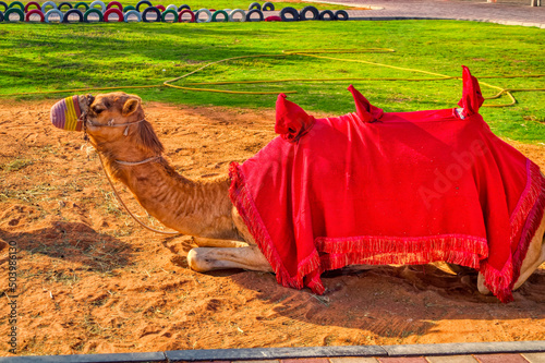 A camel is resting during day time.