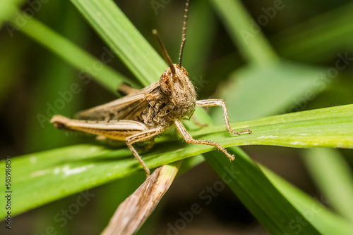 grasshopper 39