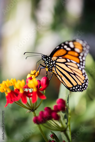 Monarch Butterfly  © Little Fish