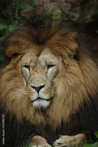Lion staring past the camera © Leon