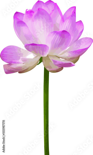 Fototapeta Naklejka Na Ścianę i Meble -  Abstract of Pink lotus flower on white background.