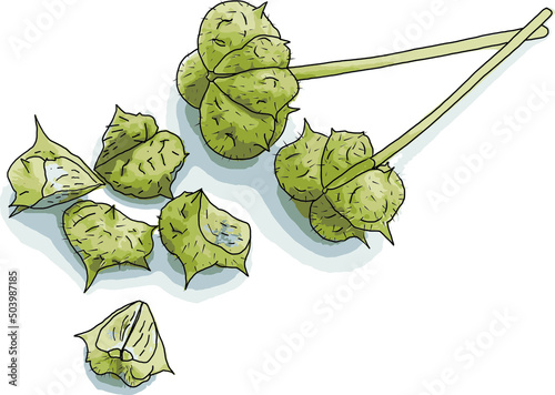 Abstract seeds of Tribulus terrestris plant on white background.