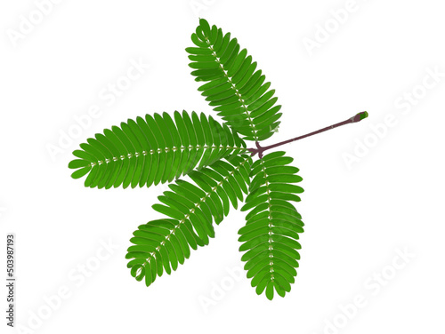 Abstract leaves of the Sensitive plant on white background.