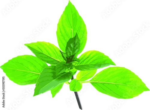 Abstract leaves of Sweet Basil. (Scientific name Ocimum basilicum)