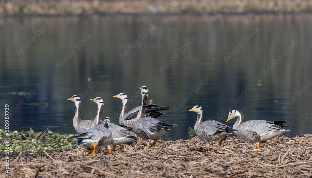 Bar-headed goose duck (Anser indicus) in jungle dueing winter migration. Bar-headed goose duck (Anser indicus) in jungle dueing winter migration.