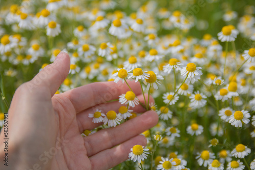 daisies in the hands of a woman
