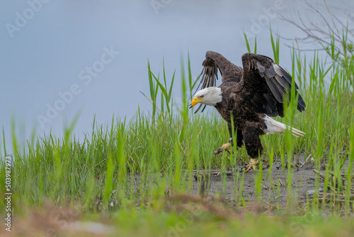 Bald eagle is walking on green reedy grass. photo