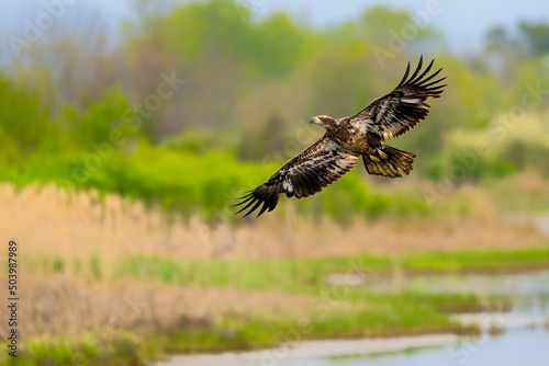 Bald eagle is in flight. Soaring Juvenile American bald eagle. wings open. Spring green leaves, blue water and reedy grass background.