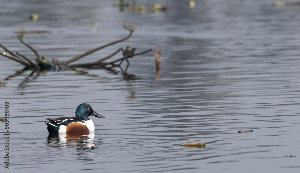 Northern shoveler (Spatula clypeata) duck floating on river body. Northern shoveler (Spatula clypeata) duck floating on river body.