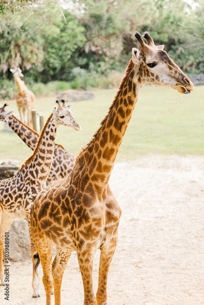 Obraz premium giraffe in the zoo