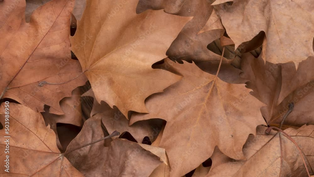Top view, closeup of brown dried maple leaves Top view, closeup of brown dried maple leaves