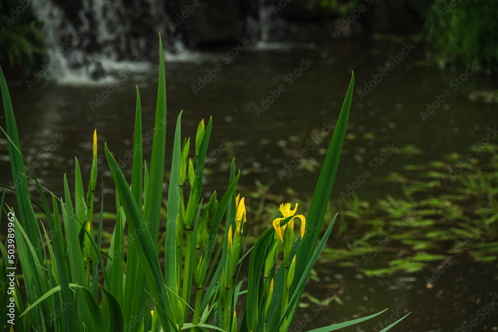 水辺の黄菖蒲の花 水辺の黄菖蒲の花
