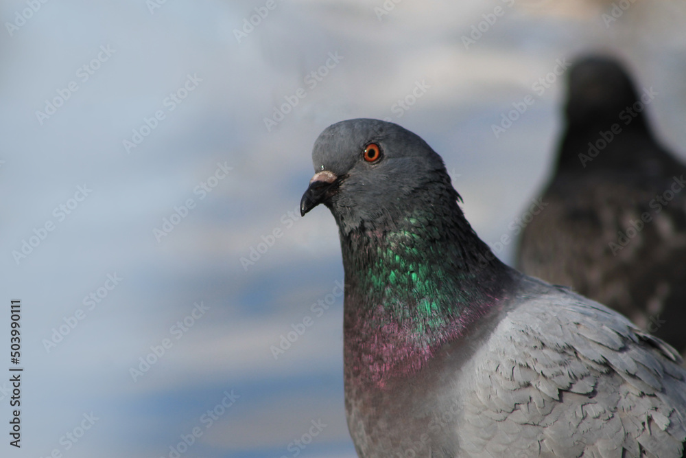 pigeon in the park pigeon in the park