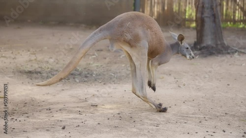 Red kangaroo jumping on the farm. Slow motion. 