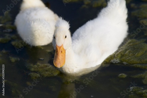 White Duckling With Funny Head Tuft 