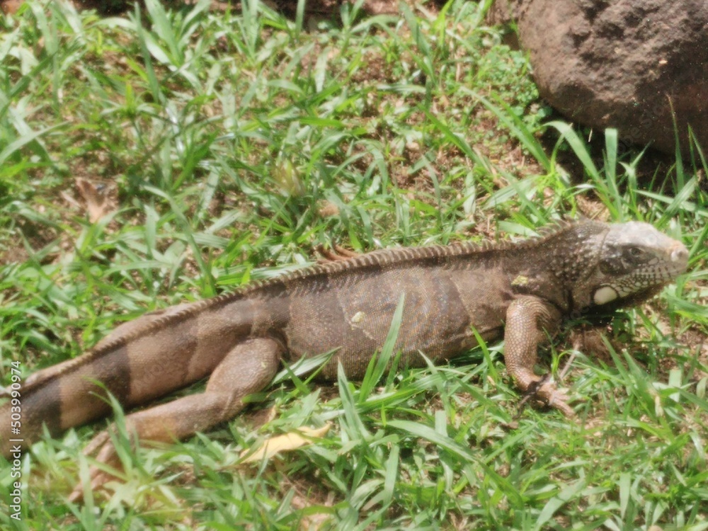 Calango geralmente vive em arvores e consegue se camuflar na natureza, como este em um gramado. Calango geralmente vive em arvores e consegue se camuflar na natureza, como este em um gramado.