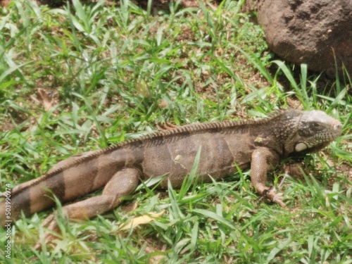 Calango geralmente vive em arvores  e consegue se camuflar na natureza  como este em um gramado.