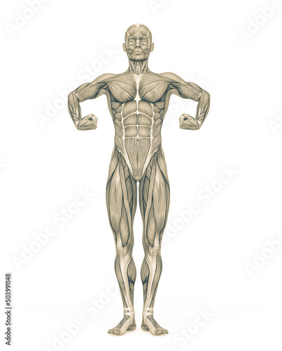 average man muscle maps is doing a super hero pose © DM7