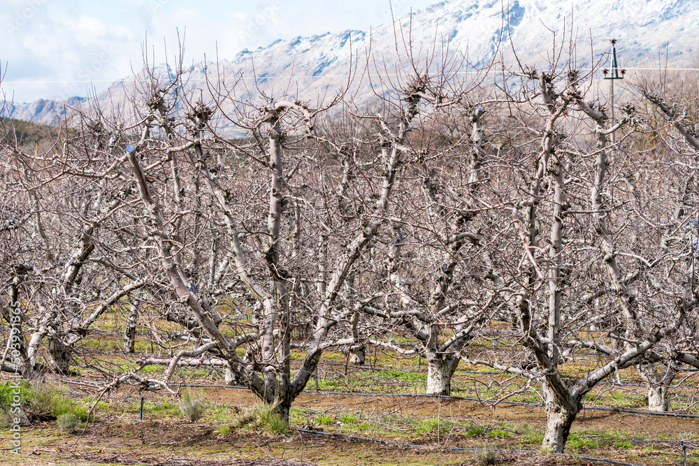 cherry trees dormant in an orchard in Winter season against a backdrop of mountains with snow on the peaks in Ceres, Western Cape, South Africa cherry trees dormant in an orchard in Winter season against a backdrop of mountains with snow on the peaks in Ceres, Western Cape, South Africa