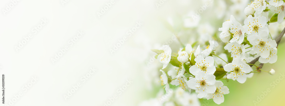 Fototapeta premium Beautiful branches of blossoming cherries. Beautiful abstract spring background. Banner. Copy space
