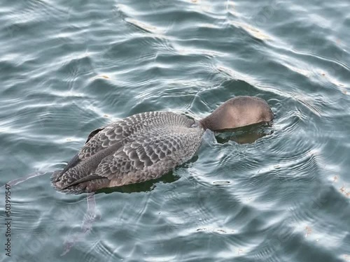Yellow-billed loon