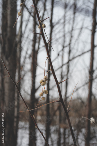 a walk in the winter forest