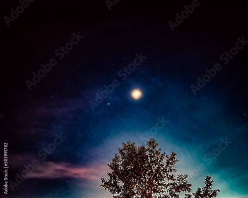 night sky and tree