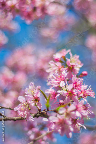 Blooming cherry blossom during spring in Japan