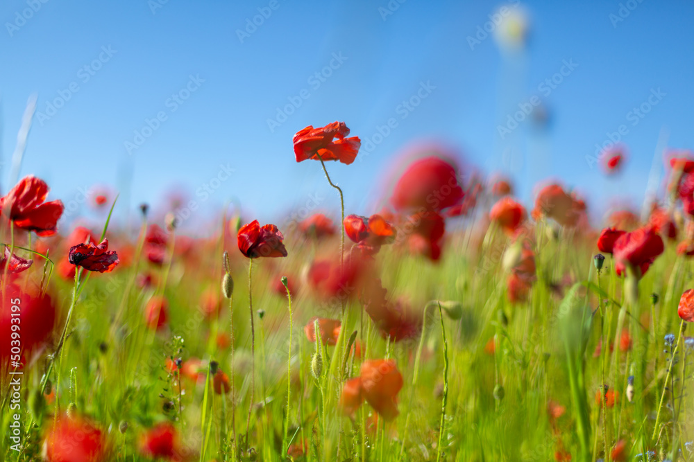 Fototapeta premium Field of Poppies