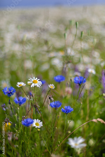 Field of daisies and wild flowers