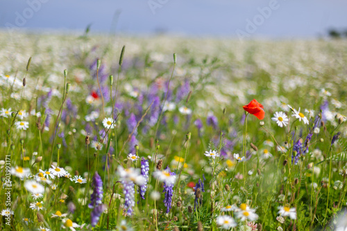Fototapeta Naklejka Na Ścianę i Meble -  Field of poppies, daisies and wild flowers