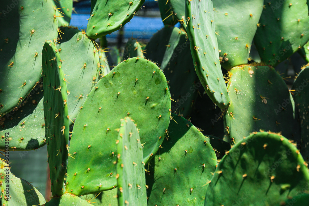 Close-up shot of cactuses at the garden Close-up shot of cactuses at the garden